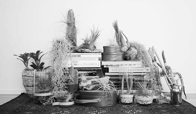 <strong>THE COMMON TEMPO</strong><br />Botanical brand "The Landscapers," focusing on succulents and air plants