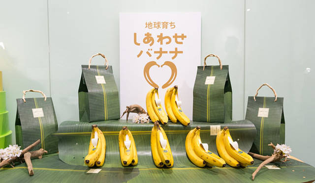 <strong>unifrutti | Unifrutti</strong><br />"Chikyu Sodachi Shiawase Banana®"<br />Bananas are typically cultivated in tropical regions between 30 degrees North and 30 degrees South latitude, centered around the equator, where high temperatures and humidity persist year-round.