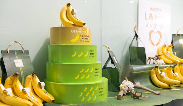 <strong>unifrutti | Unifrutti</strong><br />"Chikyu Sodachi Shiawase Banana®"<br />Nutrients produced through photosynthesis from the intense tropical sun during the day are stored as starch in the fruit during the cooler nights. This process yields high-quality bananas with less water content and densely packed starch.