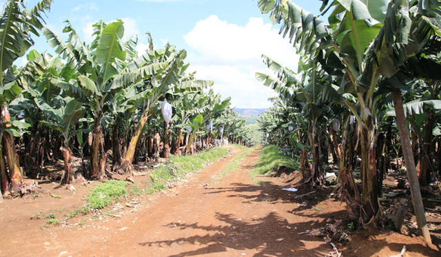 <strong>unifrutti | Unifrutti</strong><br />"Chikyu Sodachi Shiawase Banana®"<br />"Chikyu Sodachi Shiawase Banana®" can only be harvested from carefully selected banana plantations on Mount Kalatungan in the central Mindanao region of the Philippines, developed over more than 3 years. This accounts for only about 0.185% of the total banana cultivation area.