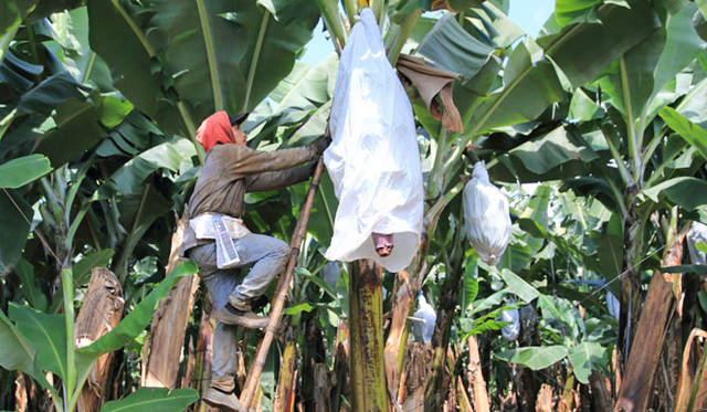 <strong>unifrutti | Unifrutti</strong><br />"Chikyu Sodachi Shiawase Banana®"<br />Once the banana fruits form, each bunch is carefully covered by hand with a protective bag to prevent damage, and to shield the bananas from insects and cold.
