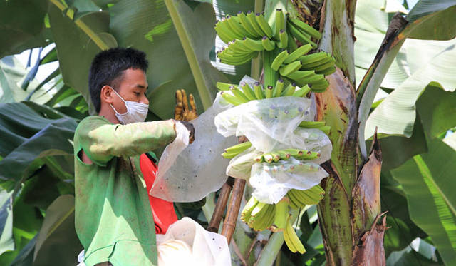 <strong>unifrutti | Unifrutti</strong><br />"Chikyu Sodachi Shiawase Banana®"<br />While low-altitude bananas are typically harvested about 9 to 11 weeks after bagging, "Chikyu Sodachi Shiawase Banana®" are allowed to grow slowly for approximately 13 to 16 weeks before harvesting.