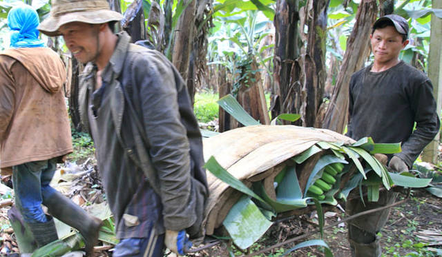 <strong>unifrutti | Unifrutti</strong><br />"Chikyu Sodachi Shiawase Banana®"<br />Under the Plant Protection Act, all imported bananas must enter the country with green peels.