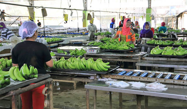 <strong>unifrutti | Unifrutti</strong><br />"Chikyu Sodachi Shiawase Banana®"<br />The bananas are carefully sorted and washed at the local sorting facility.