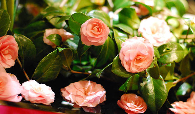 <strong>FLORALUXE</strong><br />2015 Spring Flower & Mother’s Day “Spring Flower Design and Mother’s Day”