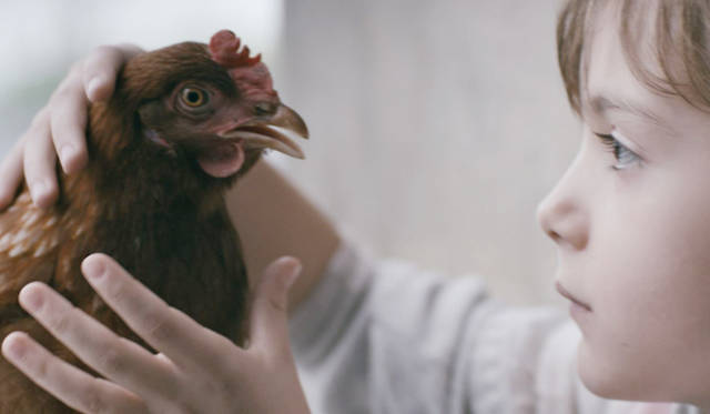 Chicken
