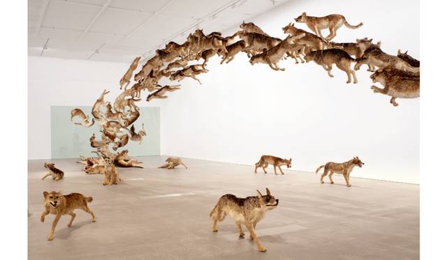 『壁撞き』2006年、 狼のレプリカ（99体）・ガラス、 ドイツ銀行によるコミッション・ワークThe Deutsche Bank CollectionPhoto by Jon Linkins, courtesy: Queensland Art Gallery | Gallery of Modern Art