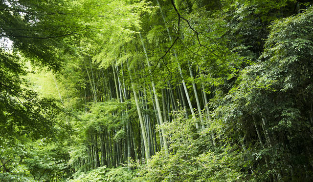 Dondakean, Kitakamakura (c) Toru Hiraiwa