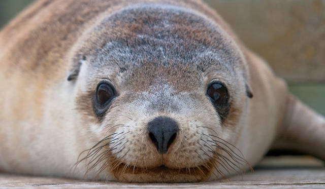 ©Southern Ocean Lodge