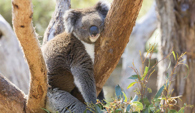 ©Tourism Australia