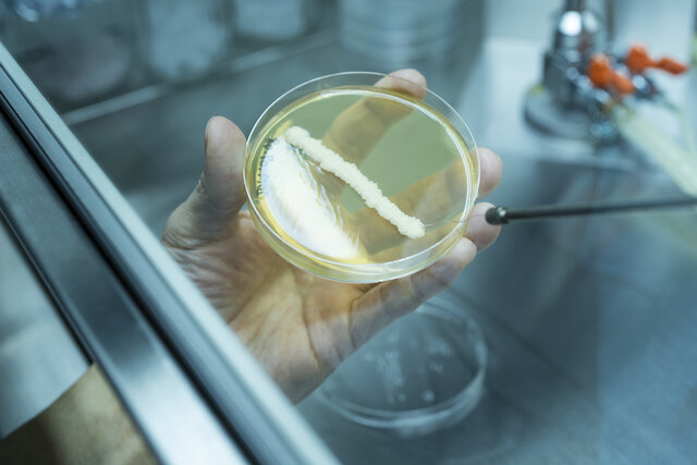 研究_自社酵母開発