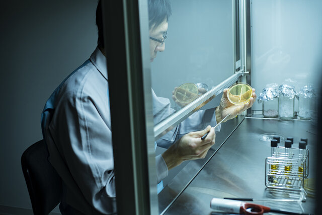 研究_自社酵母開発