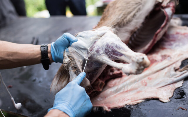 Learning the Profound Weight of Sustenance: Witnessing Hunting and Butchery Techniques in an "Adult Food Education" Experience｜TRAVEL