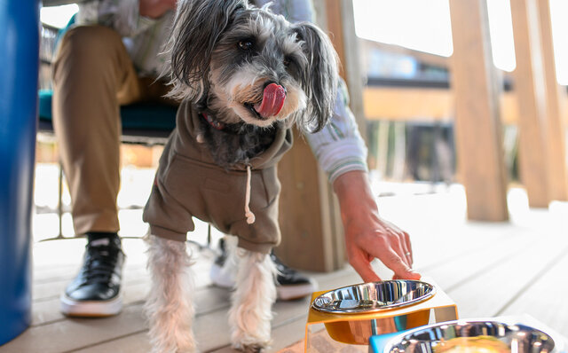 愛犬とともに軽井沢の自然を満喫するドッグフレンドリーテラスがオープン｜HOTEL INDIGO KARUIZAWA