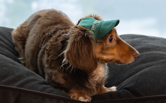 ［犬と泊まれる宿］“館内抱きかかえで皇居お散歩”が叶う！　ザ・ペニンシュラ東京「ドッグステイプログラム」全容を大公開｜TRAVEL