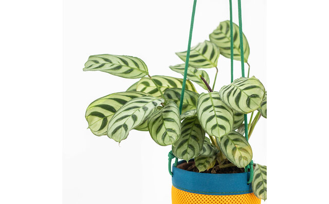 植物を吊るしてインテリアの一部に。使いやすいハンキングプランターを提案｜Araheam