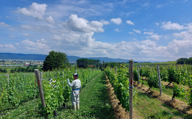 「THE OUTDOOR LIVING IN FURANO」　 富良野の山頂の絶景で、セララバアド橋本宏一シェフが織りなすフルコースを食すスペシャルダイニングがこの秋開催