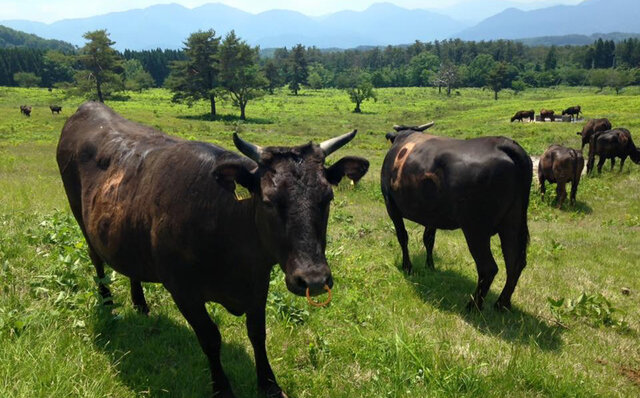 The Allure of San'in Wagyu: The Ancestor of Japan's Brand and Pedigree Beefs, Savored at Paul Bocuse | EAT