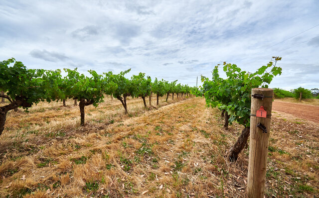 Premium Wines, the Ocean, and Olives: Savoring Nature's Bounty in Margaret River | TRAVEL