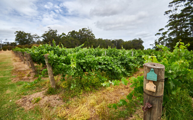 Premium Wines, the Ocean, and Olives: Savoring Nature's Bounty in Margaret River | TRAVEL
