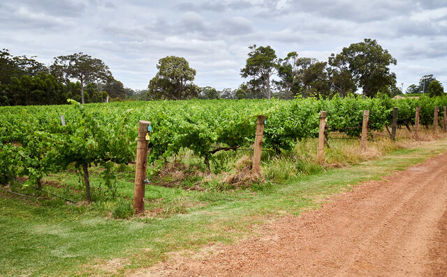 Premium Wines, the Ocean, and Olives: Savoring Nature's Bounty in Margaret River | TRAVEL