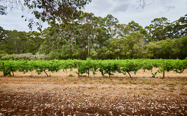 Premium Wines, the Ocean, and Olives: Savoring Nature's Bounty in Margaret River | TRAVEL