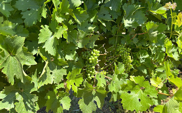 Premium Wines, the Ocean, and Olives: Savoring Nature's Bounty in Margaret River | TRAVEL