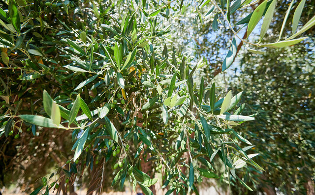 Premium Wines, the Ocean, and Olives: Savoring Nature's Bounty in Margaret River | TRAVEL
