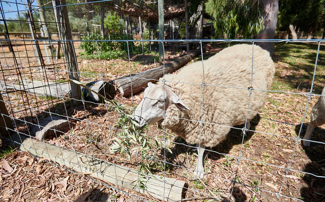 Premium Wines, the Ocean, and Olives: Savoring Nature's Bounty in Margaret River | TRAVEL