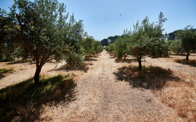Premium Wines, the Ocean, and Olives: Savoring Nature's Bounty in Margaret River | TRAVEL
