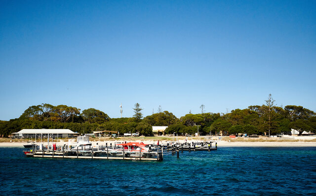 Falling for the World's Happiest Animal, the Quokka, on Rottnest Island | TRAVEL