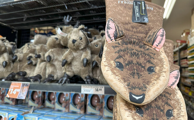 Falling for the World's Happiest Animal, the Quokka, on Rottnest Island | TRAVEL