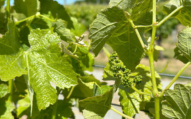 Visiting Japanese Winemakers in New Zealand's Premier Marlborough Region | TRAVEL
