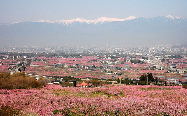 星のや｜現代日本で最も洗練された桜を愛でる体験