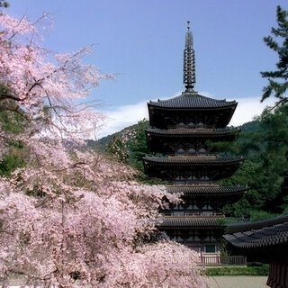 2023年、春の「そうだ 京都、行こう。」キャンペーン！東京駅、渋谷が、京都の桜で満開に。2月18日（土）～6月30日（金）で開催！