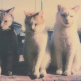 路地裏で出会った猫を撮影した写真展が開催｜LOUNGE