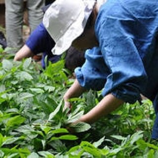 塚田有一│みどりの触知学 第2回：藍の焦げあと