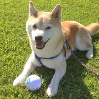 Orbotix｜世界初のロボティックボール「sphero 2.0」