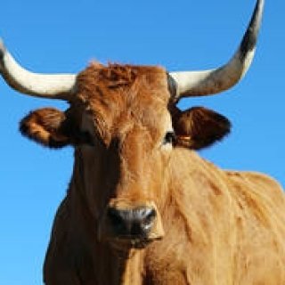 Steak Revolution: A Culinary Journey in Pursuit of the World's Best Steak | MOVIE