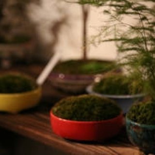 盆栽の新たな魅力を追求するイベント「Deeply Love BONSAI」開催｜ART