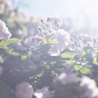 愛する父の死に向き合う日々を撮影した「蜷川実花　うつくしい日々」｜ART
