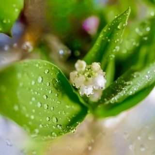 【連載】柴内晶子の「記憶の色」｜目に青葉、雨の中走る猫とスズラン