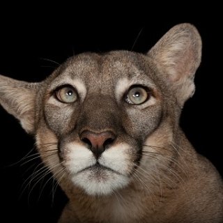 ナショナルジオグラフィックTV「PHOTO ARK：動物の箱舟」放送記念 写真と映像で知る絶滅危惧種の動物展　12月22日（金）～1月8日（月）＠二子玉川ライズ