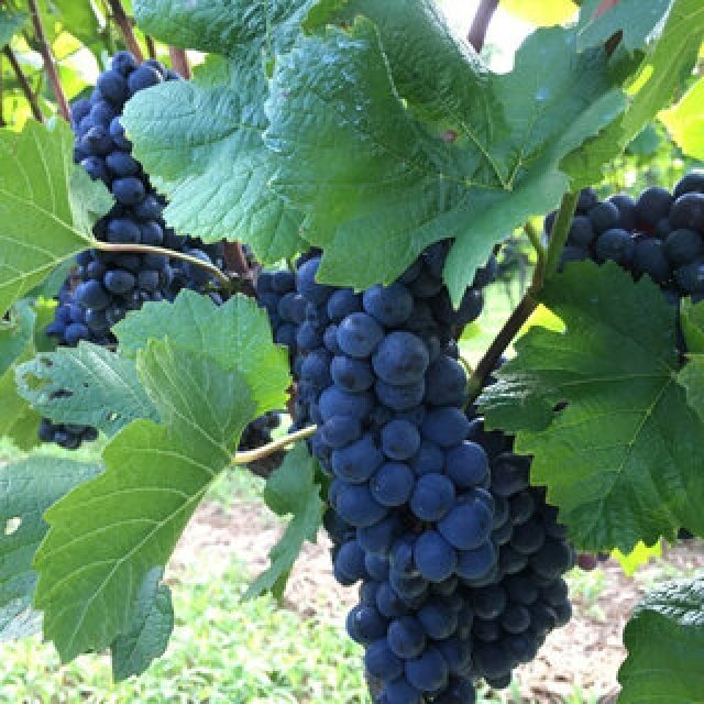 Millésime Wines from "Domaine Mie Ikeno" Offered Exclusively to Guests