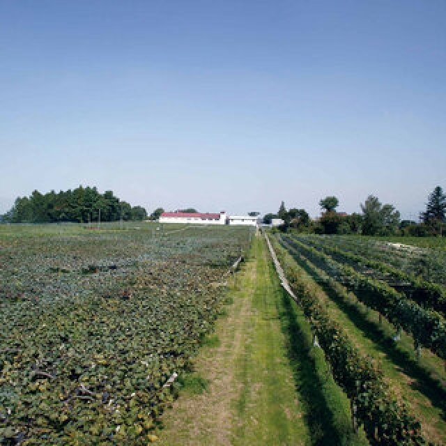 A Moment of Craft: Harvest Grapes at a Historic Winery and Create Your Own Wine | TRAVEL