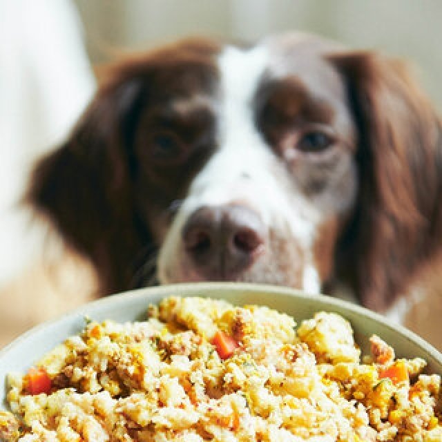 Give your beloved dog memorable culinary experiences on your travels, too. Hoshino Resorts presents a new way to travel with pets.