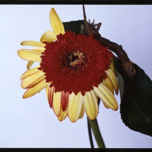 Part 7: The True Brilliance of Photographer Nobuyoshi Araki