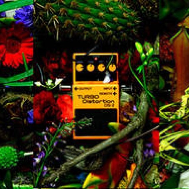 Makoto Azuma Exhibition "Distortion × Flowers" Opens