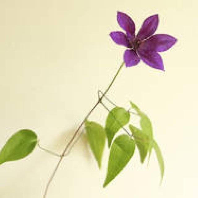 Michiko Fujiwara's "Color" Story, Part 12: Aiming for "Noble Purple"