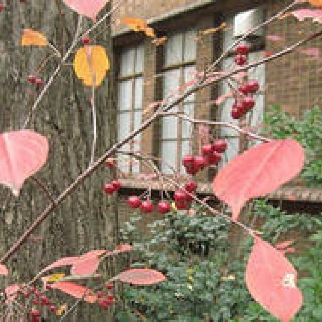 Yuki Tsukada | Tactile Botany, Episode 3: Safflower, Bright Crimson, and Sasa-beni
